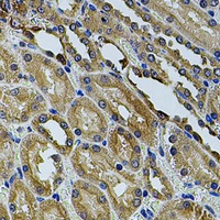 ANXA8L2 antibody