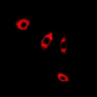 ANXA8L2 antibody