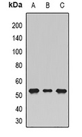 SHMT1 Antibody