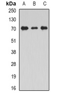 Unc18-2 Rabbit Polyclonal Antibody