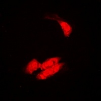 SULT2B1 antibody