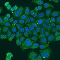 DPM1 antibody