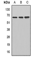 CKAP4 Rabbit Polyclonal Antibody