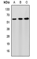 Syndapin-2 Rabbit Polyclonal Antibody