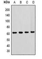 HOS Rabbit Polyclonal Antibody