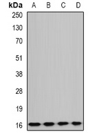 GABARAPL1 Antibody