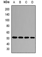 SKIP Rabbit Polyclonal Antibody