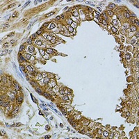 Anti-CHRFAM7A Antibody