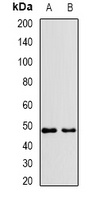VPS37A Antibody
