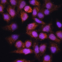 Anti-BPGM Antibody
