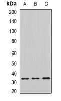 eIF2B1 Antibody