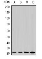 MP19 Rabbit Polyclonal Antibody