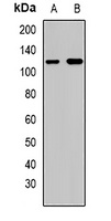 Caprin1 Antibody