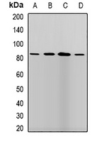 LLH Rabbit Polyclonal Antibody