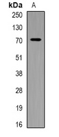 PIP5K1 alpha Rabbit Polyclonal Antibody