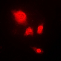Anti-UCH-L5 Antibody
