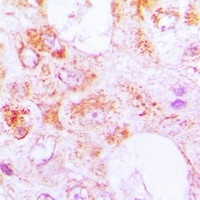 Anti-Centrin-3 Antibody