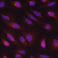 Anti-Centrin-3 Antibody