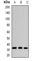 SPDSY Rabbit Polyclonal Antibody