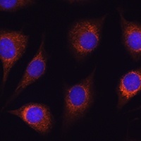METTL7A antibody