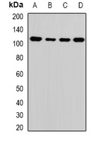 ATAD3A Antibody