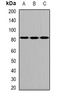 ALOXE3 Antibody