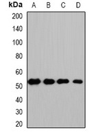 HS1BP3 Rabbit Polyclonal Antibody