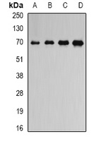 ATAD3B Antibody