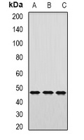 AP1-mu-2 Rabbit Polyclonal Antibody