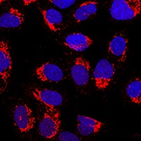 AP1M2 antibody