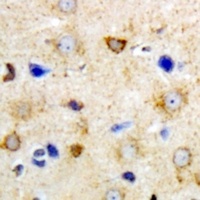 GrpEL2 Rabbit Polyclonal Antibody