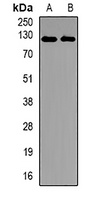 EPHA4 Antibody