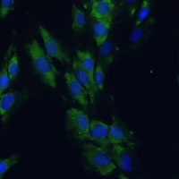 EPHA4 Antibody