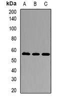 Karyopherin alpha-3 Rabbit Polyclonal Antibody
