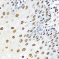 Anti-Karyopherin alpha-3 Antibody