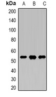 DDX39B Antibody