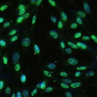 DDX39B Antibody