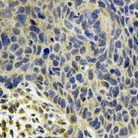 MSRB2 antibody