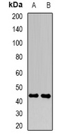 FBXO22 Antibody