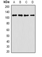 ANR52 Antibody