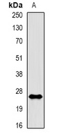 Rac 1 (Phospho-S71) Antibody