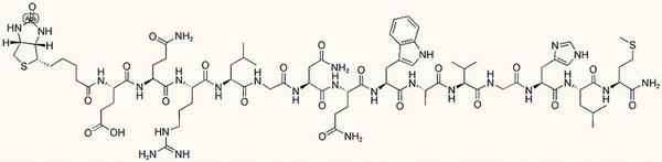Biotin-Bombesin
