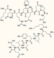 C3 Peptide P16