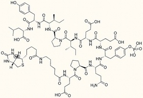 SH2 Domain Ligand (3)
