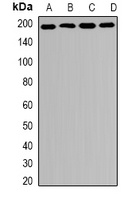 MRP1 Rabbit Polyclonal Antibody