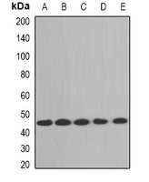 Aminoacylase 1 Rabbit Polyclonal Antibody