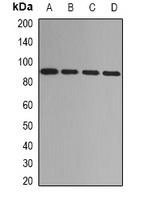 ADAMTS4 Rabbit Polyclonal Antibody