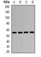 AGFG1 Rabbit Polyclonal Antibody