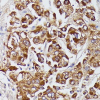 Anti-Serpin A8 Antibody