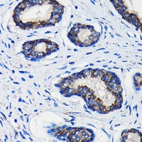 Anti-AMACR Antibody
